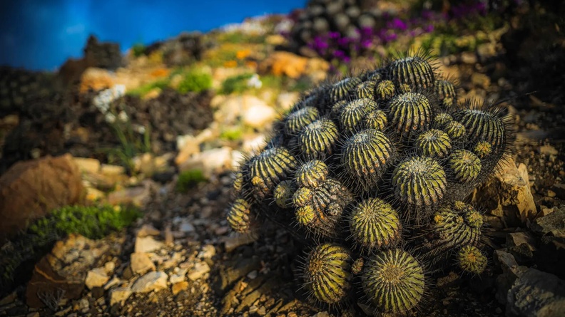 Cactus is pictured during the time when flowers bloom in the Atacama desert near Copiapo, Chile